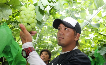 シャインマスカット 約2kg 3～5房 ぶどう 葡萄 フルーツ 岡山 高梁市産 2024年 先行予約