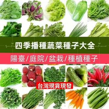 現貨【大全蔬菜種子】（100粒）蔬菜種子大全 四季播種蔬菜種子陽臺庭院種植菜盆栽種子蔬菜速生可生長可多次採摘 家庭蔬菜種