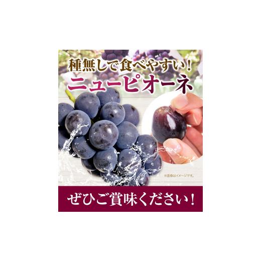 ふるさと納税 岡山県 浅口市 ニューピオーネ 2房 1kg ウィズフラワーホールディングス《9月上旬-10月中旬頃出荷》岡山県 浅口市 ぶどう ピ…