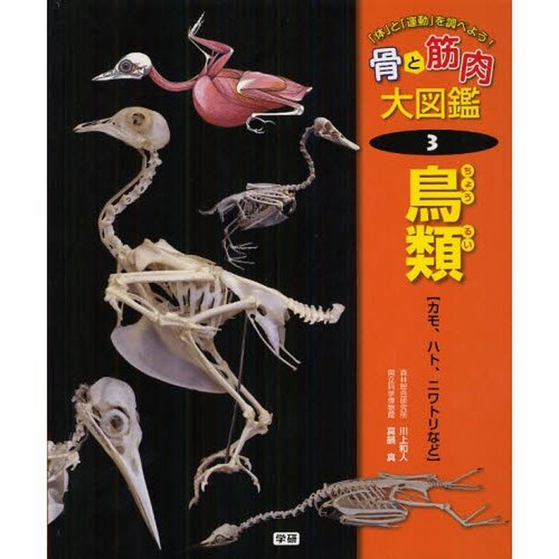 骨と筋肉大図鑑 体 と 運動 を調べよう 3 通販 Lineポイント最大0 5 Get Lineショッピング