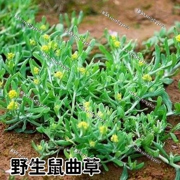 台灣現貨 鼠曲草種子（500粒）傳統青粿原料鼠麴草/自帶清香 天然染色/藥食兩用 民俗植物/撒種易活 多年生採收