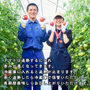  てるて姫 中箱 約1.2kg × 1箱  糖度9度 以上 スーパーフルーツトマト 野菜 フルーツトマト フルーツ トマト とまと [AF011ci]