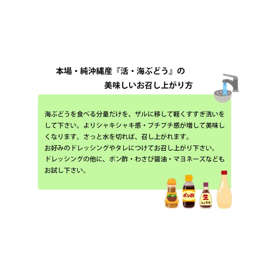 海ぶどう　沖縄　1kg　特選品　活海ぶどう　宜野座村産