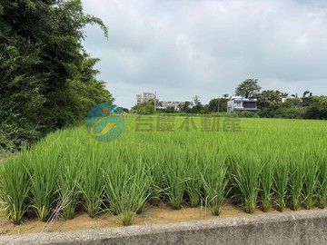 156伯公岡美農地｜桃園市楊梅區下陰影窩