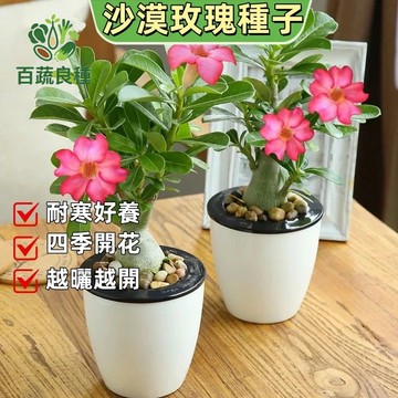 沙漠玫瑰種子 天寶花種子 矮性雞蛋花 夾竹桃科 塊根植物 多肉植物 實生苗 開花植物 陽台盆栽 全日照 台灣可種 花色多