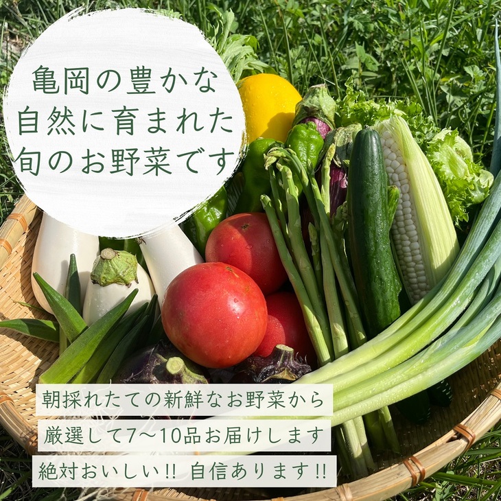 訳あり 新鮮 季節の野菜 セット 7～10品目 農家直送 朝採れ 亀岡 佐伯の里 京都丹波産 家計応援 生活応援