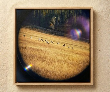 攝影藝術 | Pronghorns On The Field