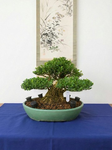 小品盆栽・雀舌黃楊