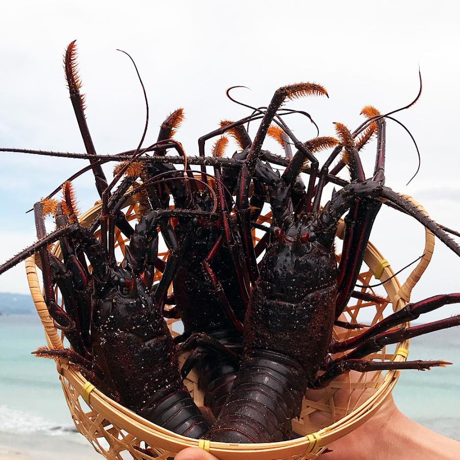 活き 伊勢海老 1kg 伊豆 下田 生きたまま 刺身 伊勢エビ イセエビ 送料無料 代引き不可