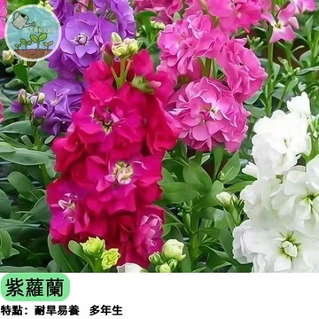 紫羅蘭種子 單瓣/重瓣混合 香氣迷人 切花盆栽兩用 陽台花園必備 蜜源植物 四季可播 新手友善 四季播種