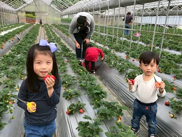 農遊超市 - 台北 | 清香休閒農場-水果體驗半日遊-單人體驗券