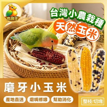 【鳥國王】磨牙小玉米 乾燥玉米棒 磨牙零食 迷你玉米 彩色小玉米 玉米磨牙棒 小玉米穗 鸚鵡零食 磨牙點心 鸚鵡點心
