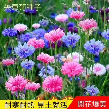 台灣現貨 矢車菊種子（250粒） 四季易種活 室外庭院綠化首選 價格超低 多色可選 限時下殺 四季種植 多年生