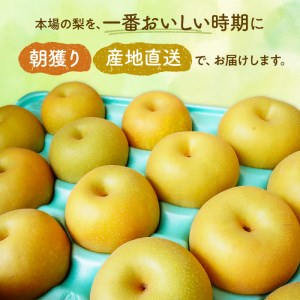 ※先行予約※かまがや育ちの完熟梨（梨業組合）