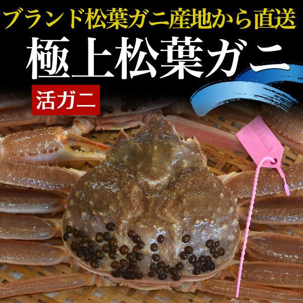 ズワイガニ 生 姿 600〜700g×2杯 活き 松葉ガニ タグ付き お取り寄せ グルメ 兵庫県産 国産 カニ かに 蟹 漁港直送 冷蔵便