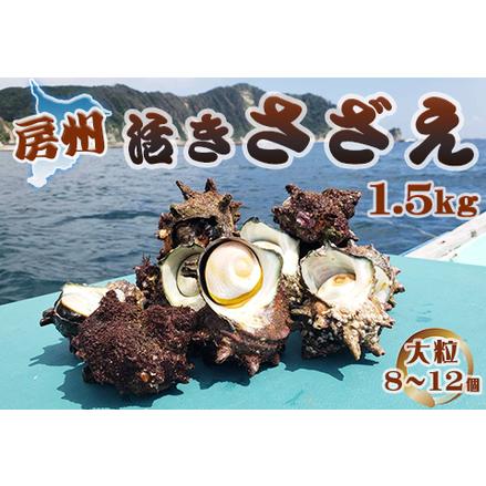 ふるさと納税 房州 活きサザエ 1.5kg！ [0010-0138] 千葉県鴨川市