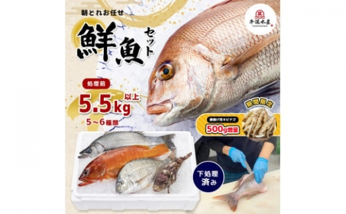 熊本県産 朝どれ お任せ 冷凍 鮮魚 セット 5.5kg (5～6種類)