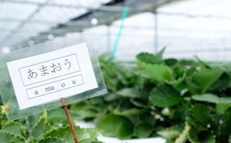 ＜3月以降配送＞「しあわせもん」あまおう 化粧箱 2箱 いちご職人 白木のいちご