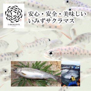 いみずサクラマス 昆布〆5パック