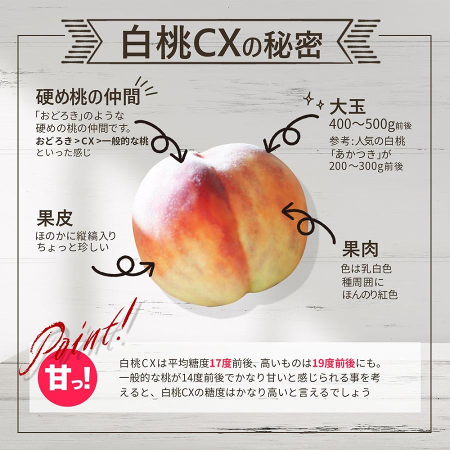 硬い桃 白桃 秀品 白桃CX 2.5kg 山形県産 送料無料 固い桃 かたい桃 かため 硬め 期間限定 産地直送 山形  シーエックス