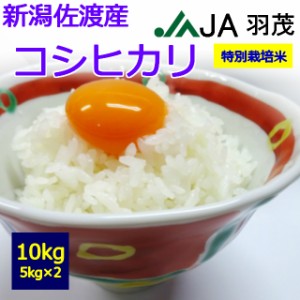 佐渡産　コシヒカリ　１０kg　 お取り寄せ　10キロ 　お米　JA羽茂　はもち　５kg×２