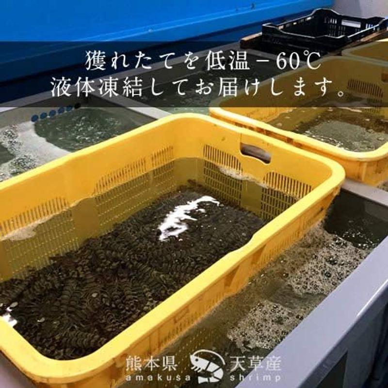 えび 特大2L活〆冷凍車海老 500g（12?14尾）くるまえび 熊本県天草産 維和島 車エビ 生 急速冷凍 養殖場直送 刺身 新鮮 クルマ