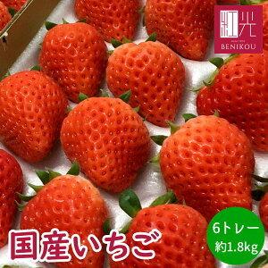 国産いちご 約1.5kg 6トレー「北海道・沖縄は送料 1100円」 サマープリンセス サマーリリカル すずあかね