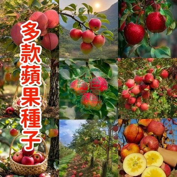 現貨現發🍎🍎【多款蘋果種子】新手易種 四季播種水果種子 冰糖心蘋果種子 紅肉蘋果種子 紅富士蘋果種子  陽台庭院盆栽種植