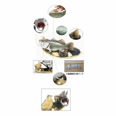 (美品)ブラックバス 剥製 インテリア壁掛けケース入り m67521628252_1.jpg?1716283312