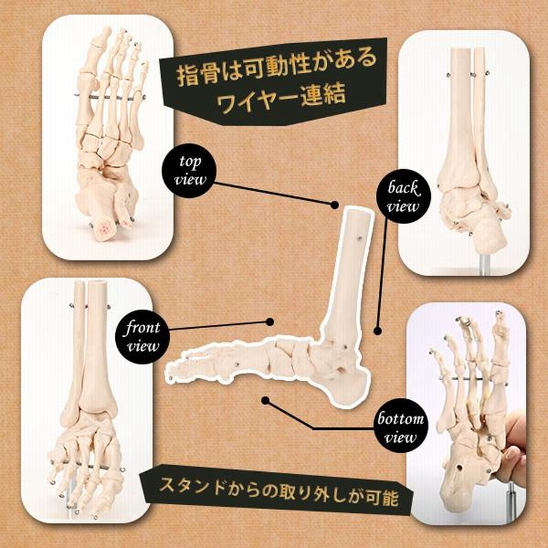 人体模型 骨格模型 7ウェルネ 足関節 模型 実物大 間接模型 骨格
