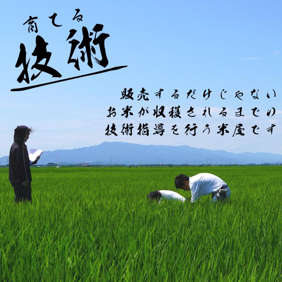 もち米 ５kg  こがねもち 新潟産 令和５年産 送料無料※地域別