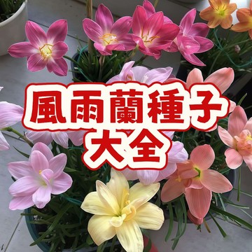 🌱（一元一粒風雨蘭種子）當季新籽 發芽率高  耐寒耐熱 觀賞性強  陽台庭院盆栽種植   懶人花卉 易種植#超優惠