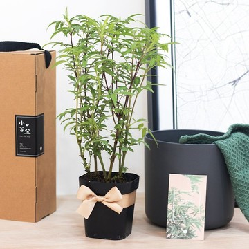 果香萬壽菊-香草禮物款