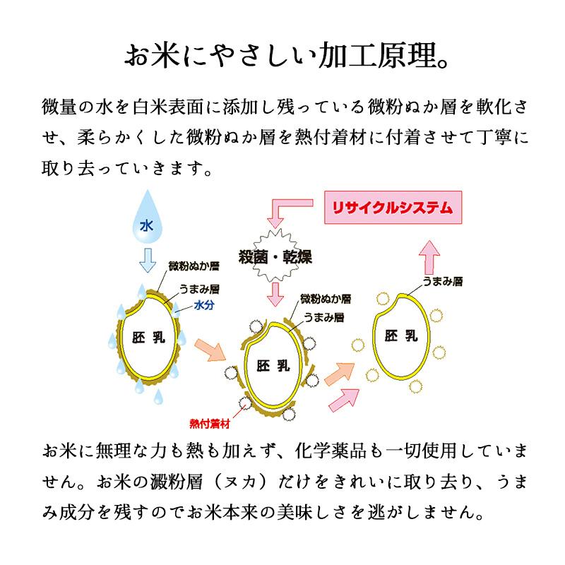 新米 5kg 新潟コシヒカリ （無洗米） お米 5キロ 令和5年産