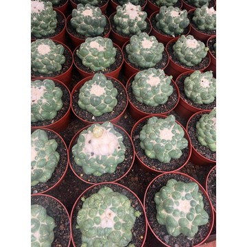 苔鑽🍀無刺象牙丸 蜘蛛眼象牙 仙人球 仙人掌 非實生/植株約5cm左右/多肉植物/防輻射/辦公室小物/盆栽/室內外皆可