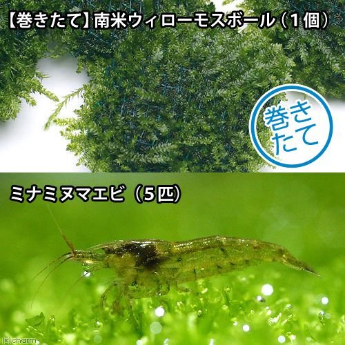 エビ 水草 ミナミヌマエビ ５匹 水草 巻きたて 南米ウィローモスボール 水中葉 無農薬 １個 北海道 九州航空便要保温 通販 Lineポイント最大0 5 Get Lineショッピング