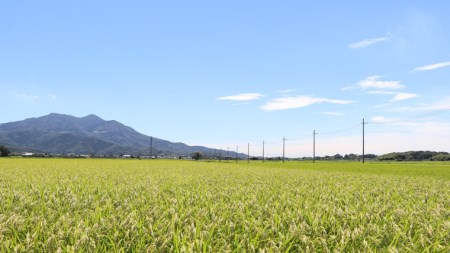  令和5年 新米 数量限定 桜川市産 こしひかり 合計45kg 15kg（5kg×3袋)×3回 茨城県産 桜川 米 お米 白米 コメ ごはん 精米 コシヒカリ 国産 限定  [AX007sa]