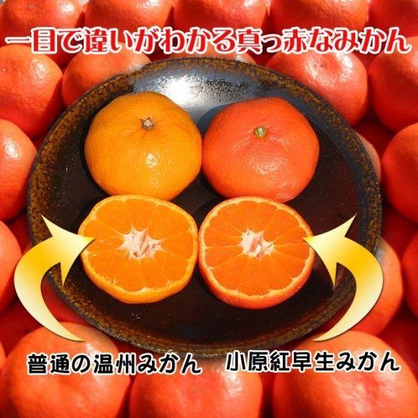 小原紅早生みかん10kg　お歳暮や贈答品に送料無料で