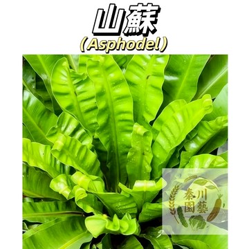 現貨【台灣原生山蘇孢子】鳥巢蕨種子 新手零失敗 陽台室內皆可種 耐陰好養 綠植盆栽推薦