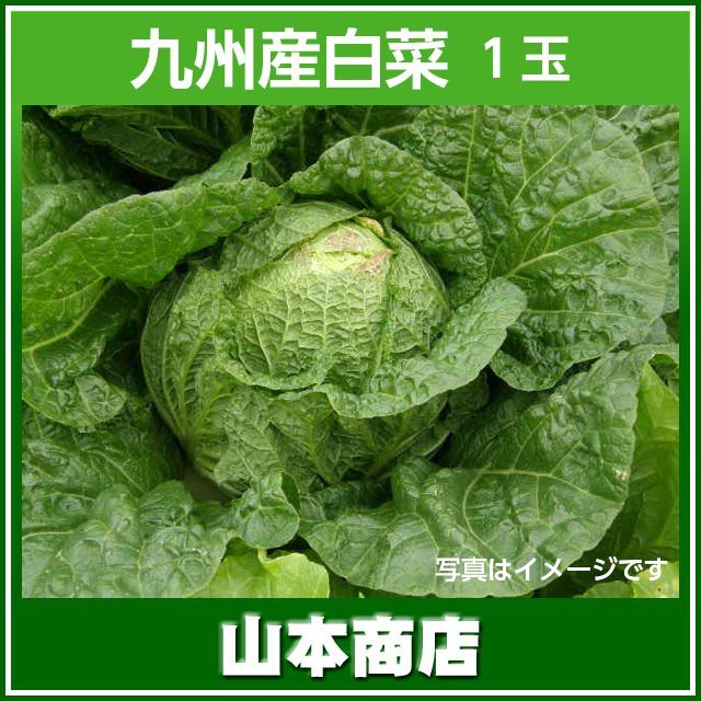 白菜 １玉 九州産