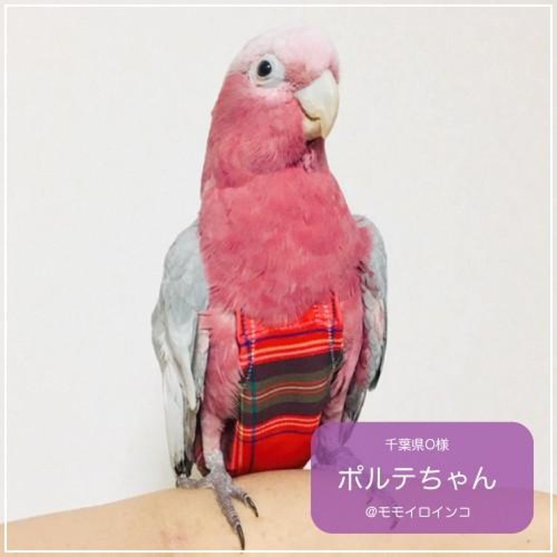 フライトスーツ ワイドプラス〜モモイロインコ ソロモンオウム | LINE