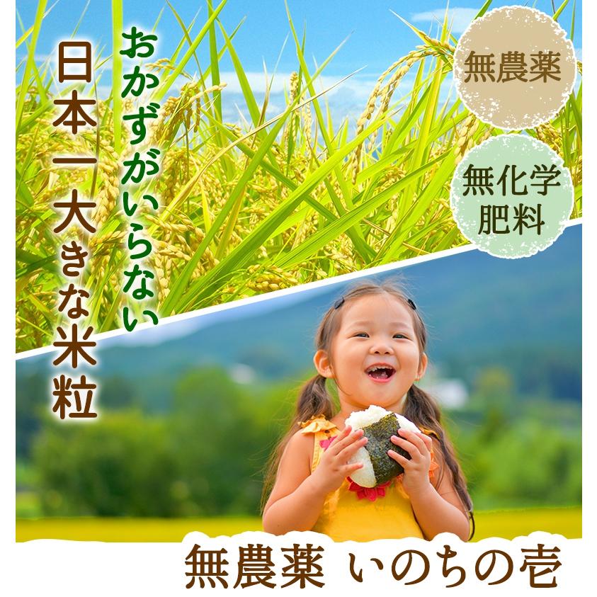 無農薬  米 5kg  無農薬 いのちの壱 令和5年福井県産 新米入荷 送料無料 無農薬・無化学肥料栽培