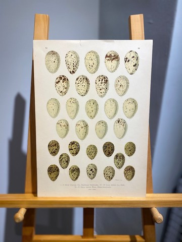 古董 19 世紀德國歐洲鳥蛋石版畫圖鑑