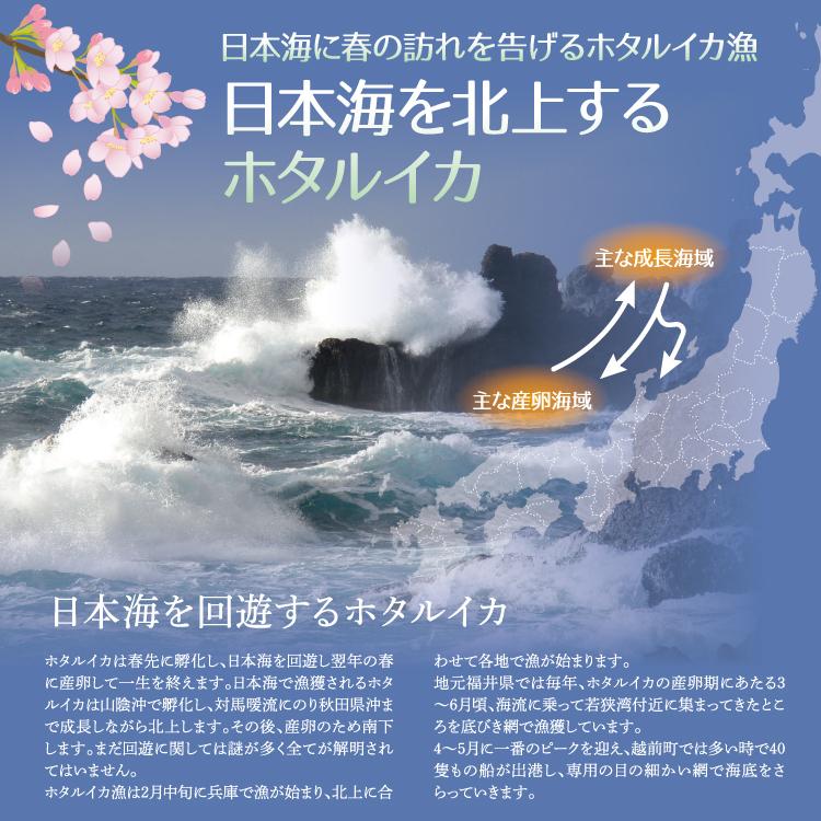 お歳暮 日本海産 ボイル ホタルイカ 250g ほたるいか