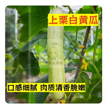 🌱早熟高產（上栗白黄瓜種子HG-17）口感细腻 肉质清香脆嫩 胡瓜種子 抗病抗旱易種植 高產爬藤蔬菜種子#果菜類