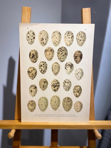 古董 19 世紀德國歐洲鳥蛋石版畫圖鑑