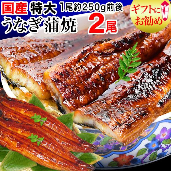 ギフト うなぎ 蒲焼き 国産 鰻 うなぎ蒲焼き 九州産 特大 2尾 (1尾約230〜250g前後) 送料無料 グルメ 魚介 魚