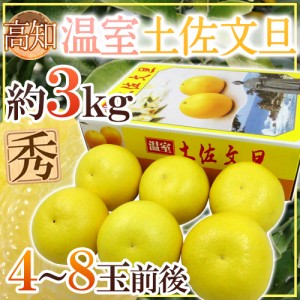 土佐高知 ”温室土佐文旦” 秀品 4～8玉前後 約3kg 送料無料