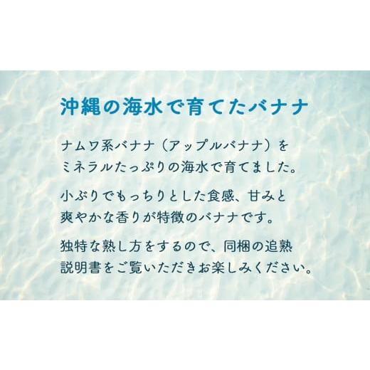 ふるさと納税 沖縄県 今帰仁村 うみしおバナナ 2kg  今帰仁村産 アップルバナナ