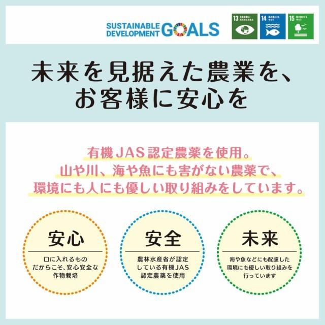 キウイ フルーツ 通常品 2kg 送料無料 国産 ギフト 果物 くだもの 家庭用 産地直送